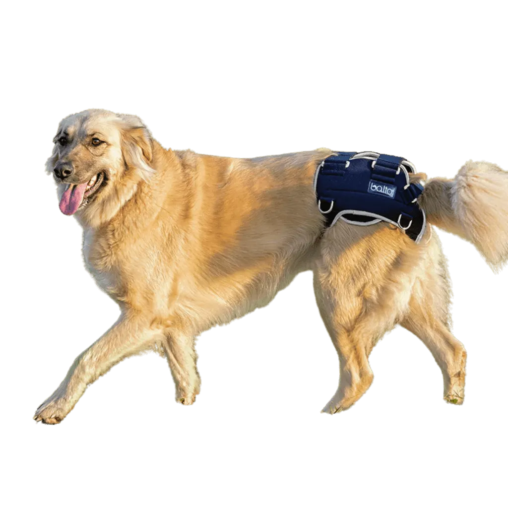 Balto® Life – Hip Dysplasia Brace