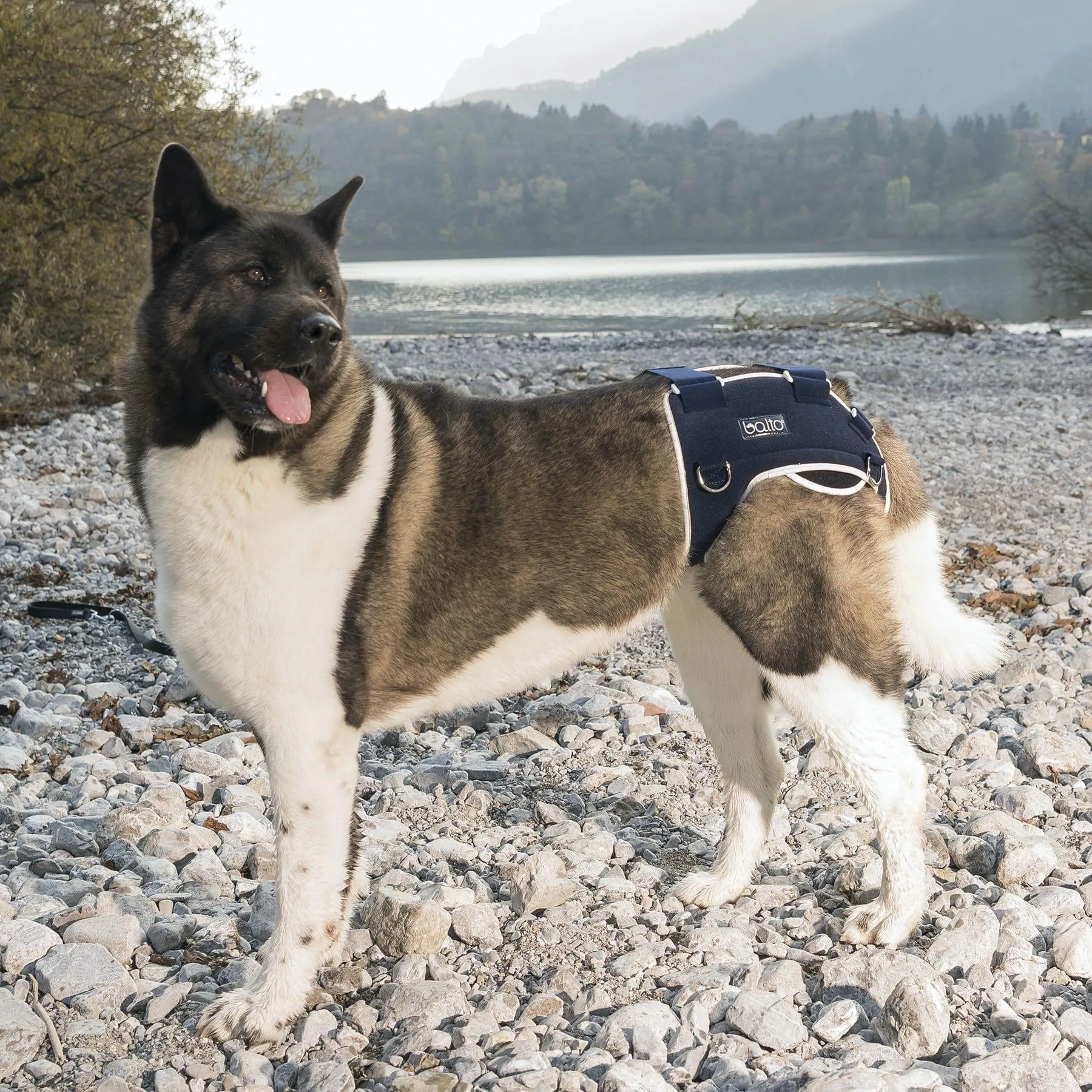 Balto® Life – Hip Dysplasia Brace