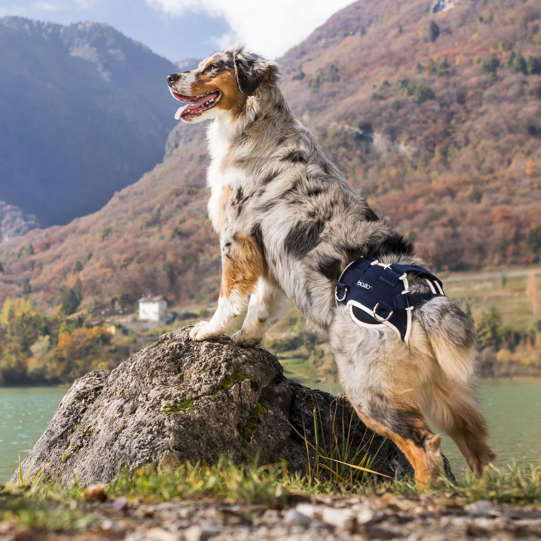 Balto® Life – Hip Dysplasia Brace