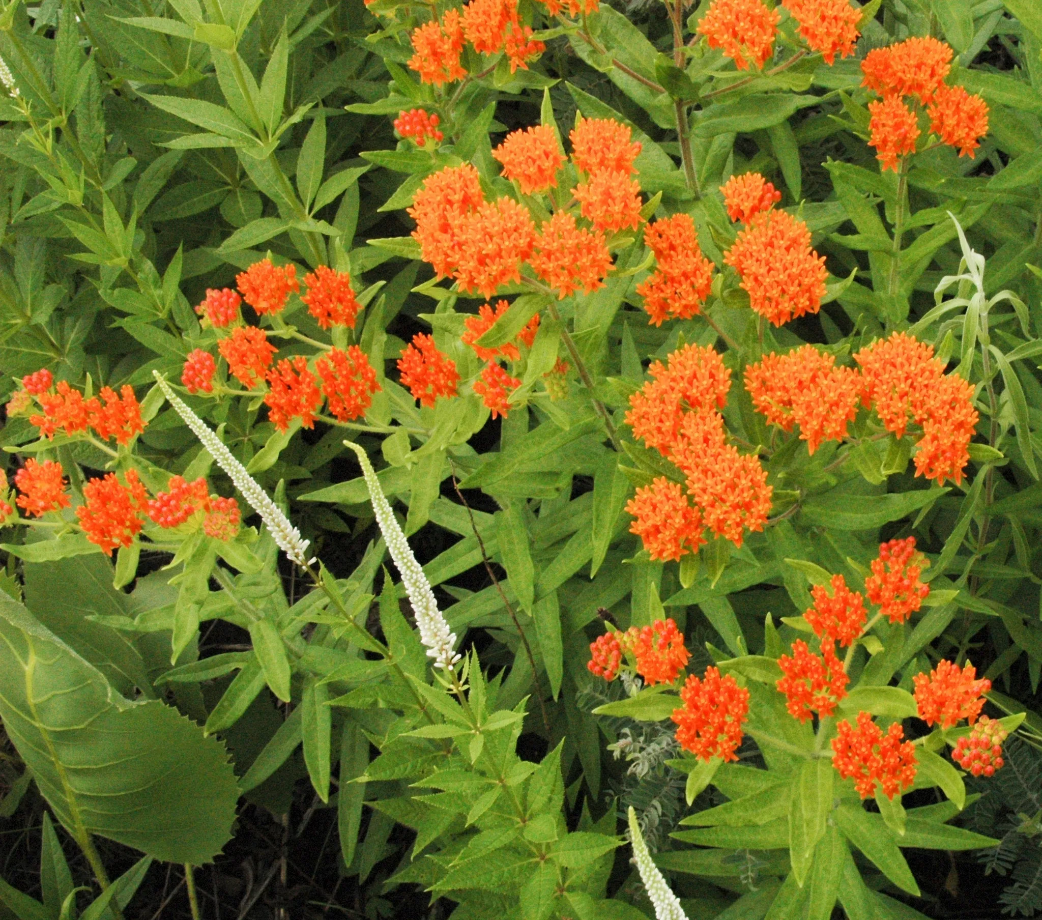 Butterfly Weed Milkweed Asclepias tuberosa 100 Seeds  USA Company