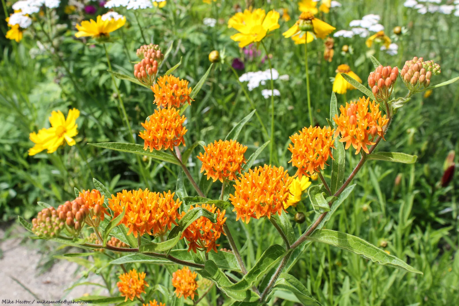 Butterfly Weed Milkweed Asclepias tuberosa 100 Seeds  USA Company