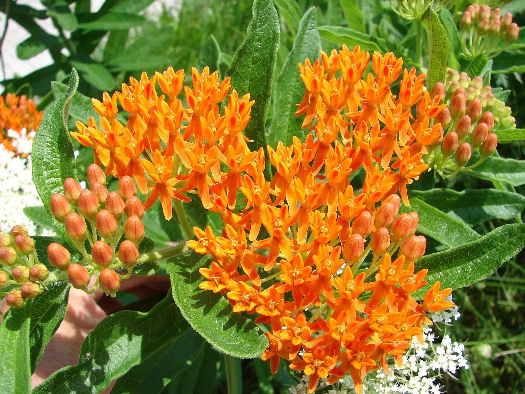 Butterfly Weed Milkweed Asclepias tuberosa 100 Seeds  USA Company