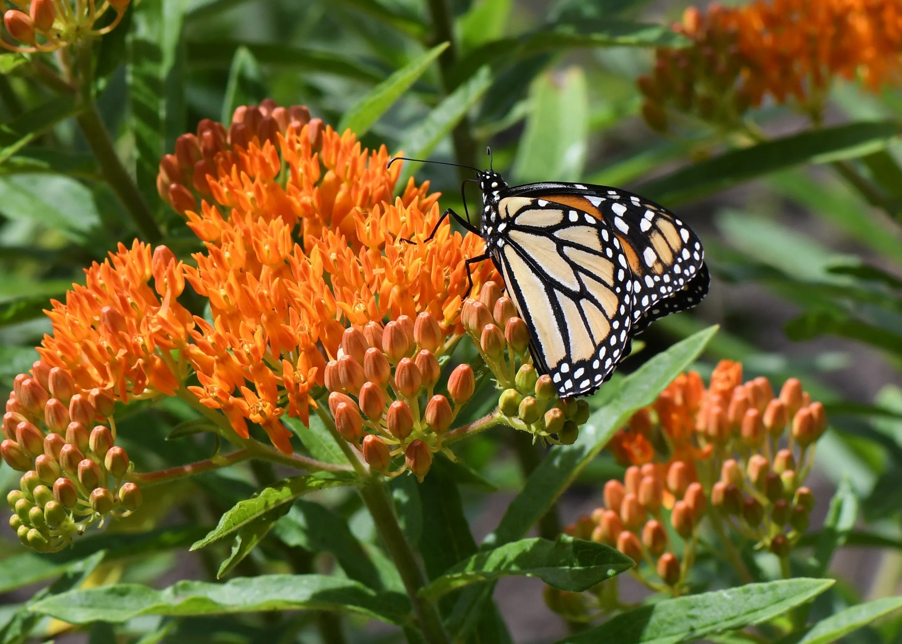 Butterfly Weed Milkweed Asclepias tuberosa 100 Seeds  USA Company