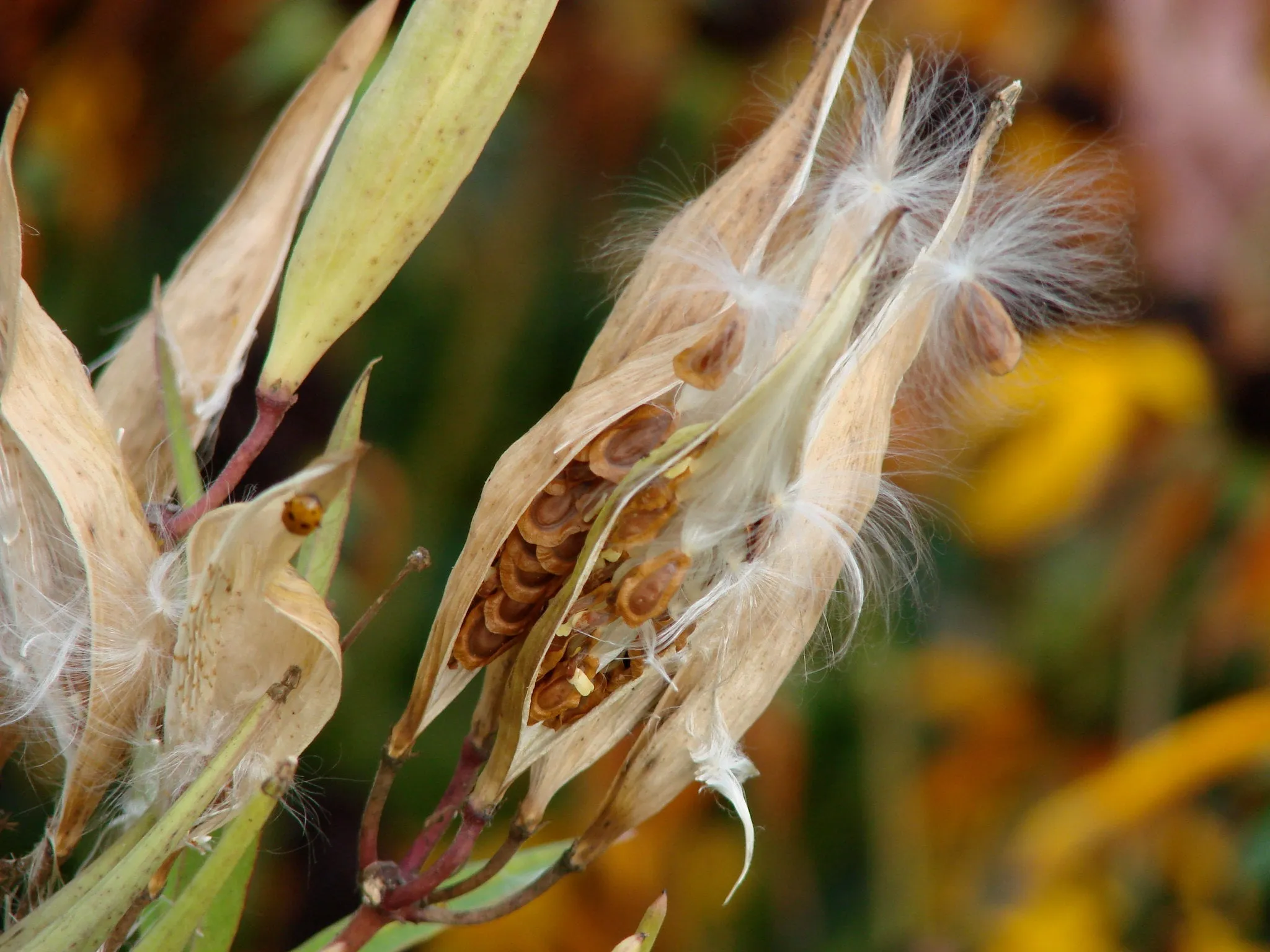 Butterfly Weed Milkweed Asclepias tuberosa 100 Seeds  USA Company