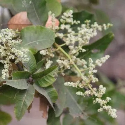 Exotic and Nutritious | Shop the Best Selection of Buchanania Latifolia, Chironjia Sapida, and More Trees!